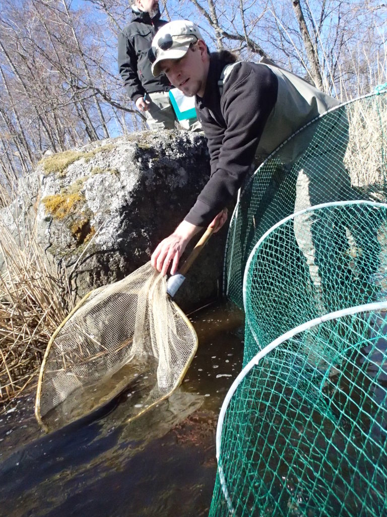 Pikaisten työvaiheiden jälkeen Riku palauttaa kalat takaisin lisääntymään.